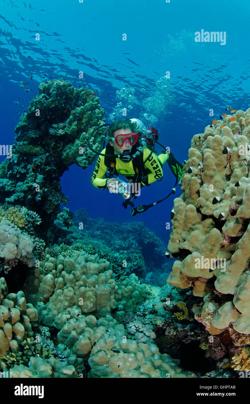 Porites sp., Coralreef with Hardcoral, Stony Coral and scuba diver, Zabargad Reef, El Gubal, Red Sea, Egypt, Africa Stock Photo