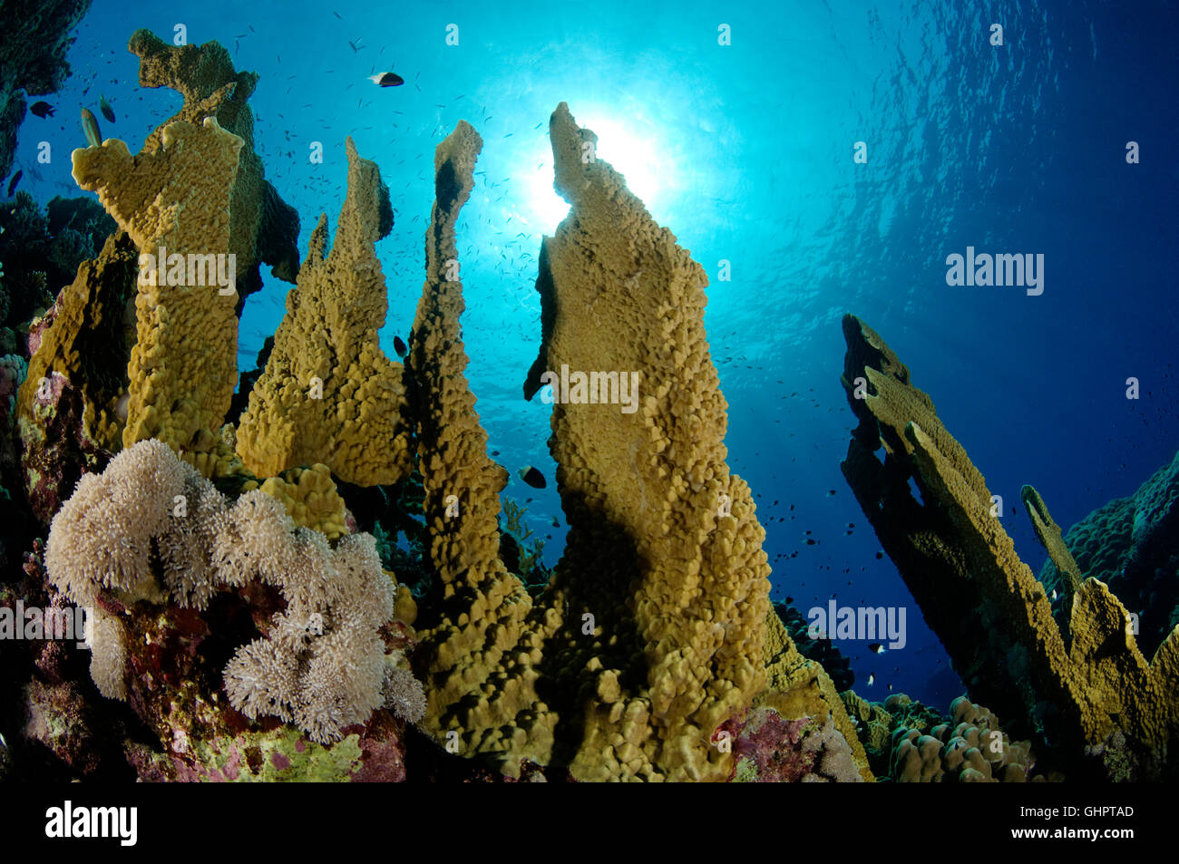 Millepora platyphylla, Wello fire coral, firecoral, Zabargad Reef, El Gubal, Red Sea, Egypt, Africa Stock Photo