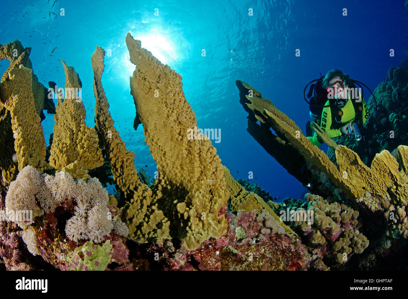 Millepora platyphylla, Wello fire coral, firecoral and scuba diver, Zabargad Reef, El Gubal, Red Sea, Egypt, Africa Stock Photo