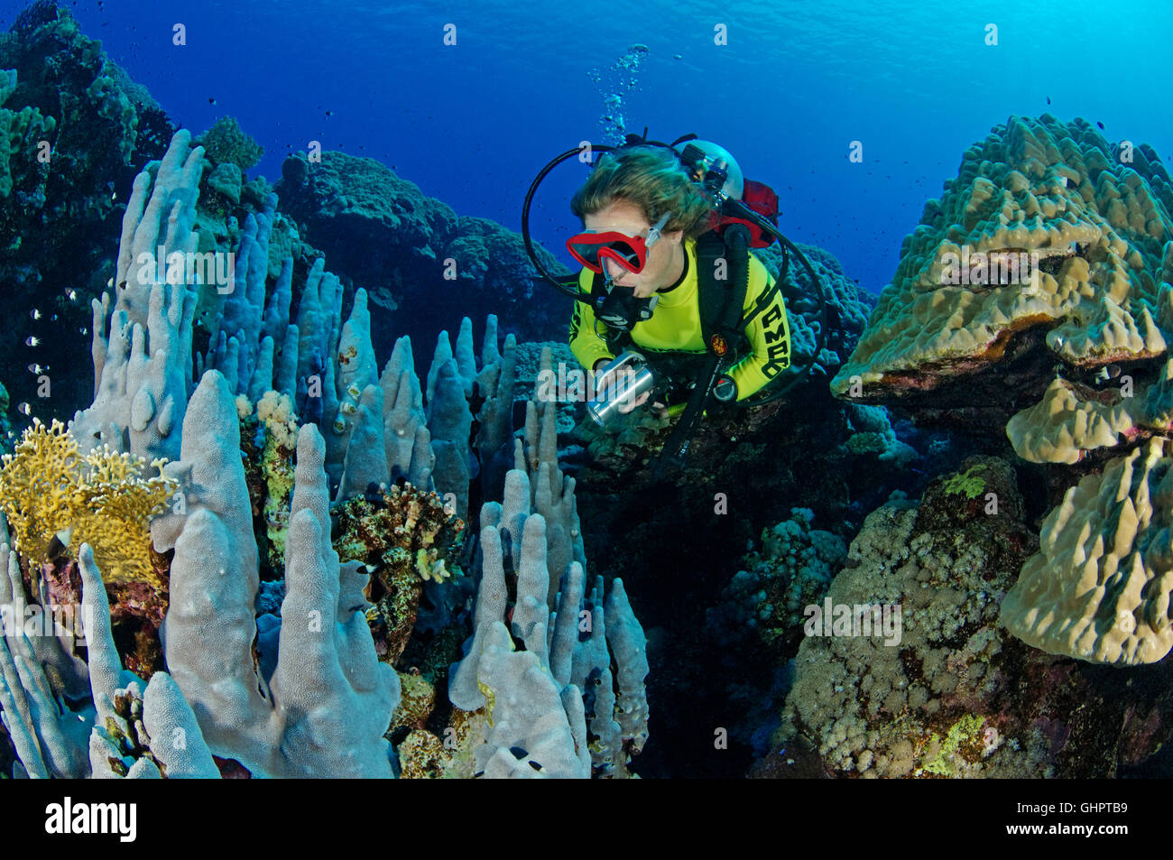 Porites sp., Coralreef with Hardcoral, Stony Coral and scuba diver, Zabargad Reef, El Gubal, Red Sea, Egypt, Africa Stock Photo