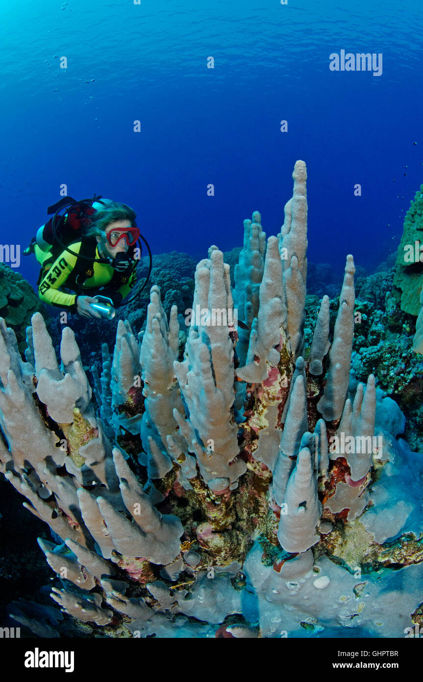 Porites sp., Coralreef with Hardcoral, Stony Coral and scuba diver, Zabargad Reef, El Gubal, Red Sea, Egypt, Africa Stock Photo