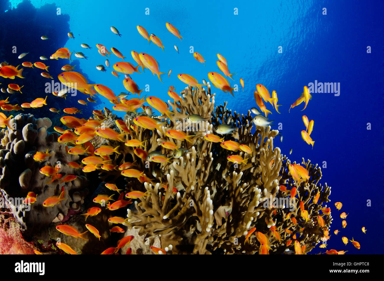 Pseudanthias squammipinnis, School of Sea Goldie, Coralreef with Red Coral perch, Zabargad Reef, El Gubal, Red Sea, Egypt Stock Photo