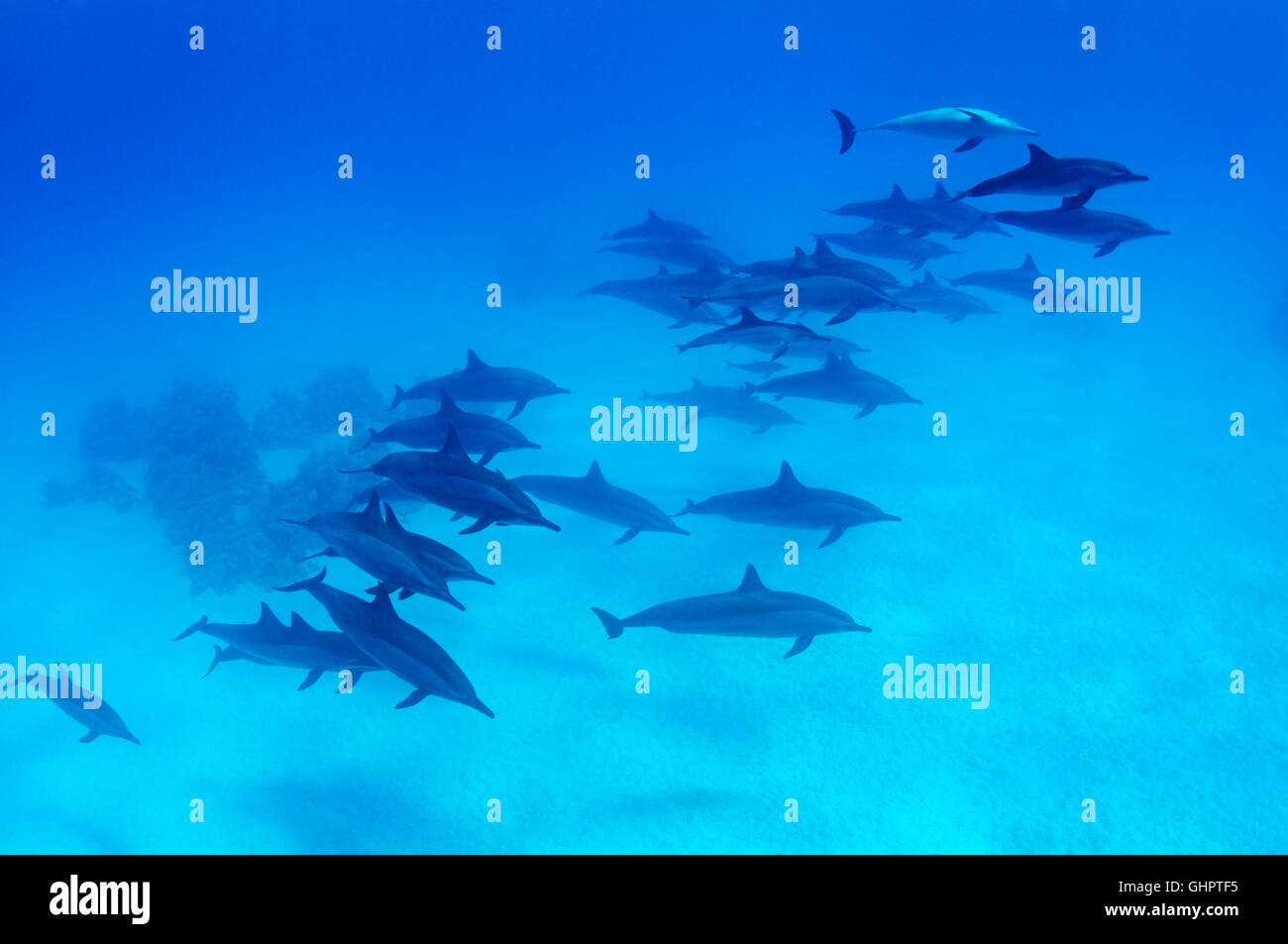 Stenella longirostris, school of Long-snouted Spinner Dolphin, Dolphins, Marsa Alam, Red Sea, Egypt, Africa Stock Photo