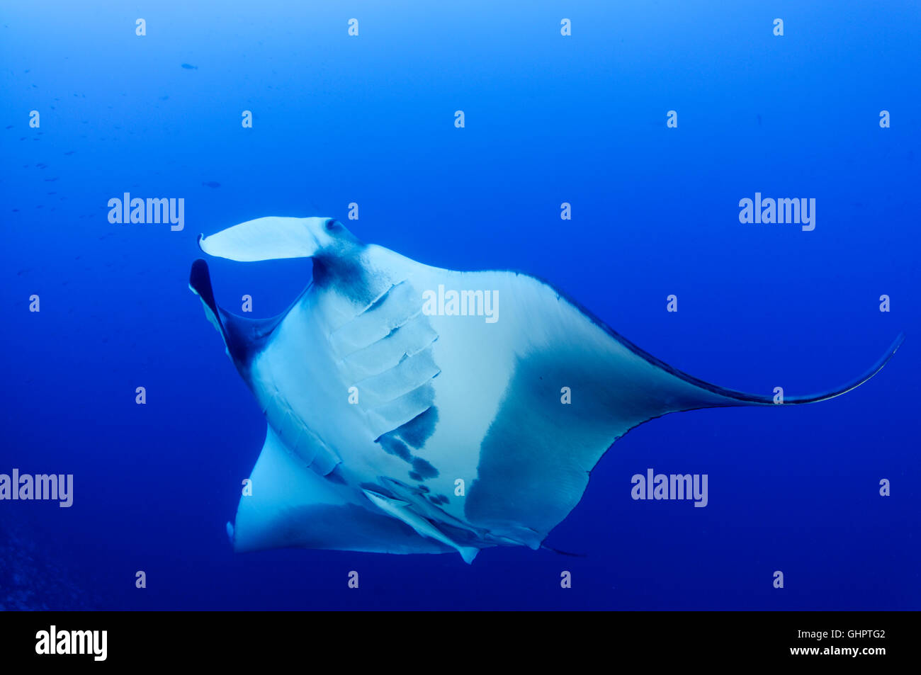 Manta birostris, Giant Manta Ray, devilray, Little Brother, Brother Islands, Brothers, Red Sea, Egypt Stock Photo