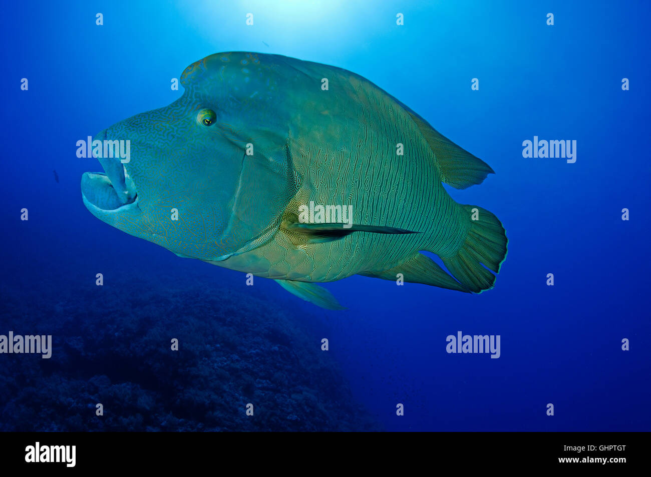 Cheilinus undulatus, Humphead wrasse, Napoleon Fish or Wrasse, Little Brother, Brother Islands, Brothers, Red Sea, Egypt Stock Photo