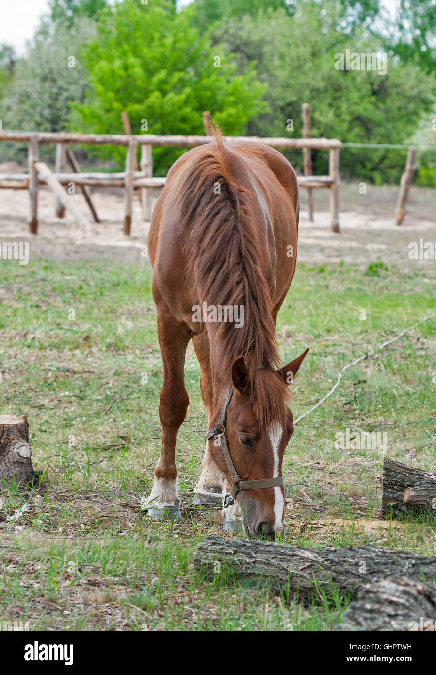 Horse nibbling on short grass in summer pasture Stock Photo