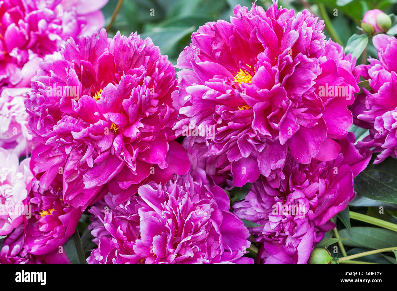 Pink Peony Bush in the garden closeup Stock Photo - Alamy
