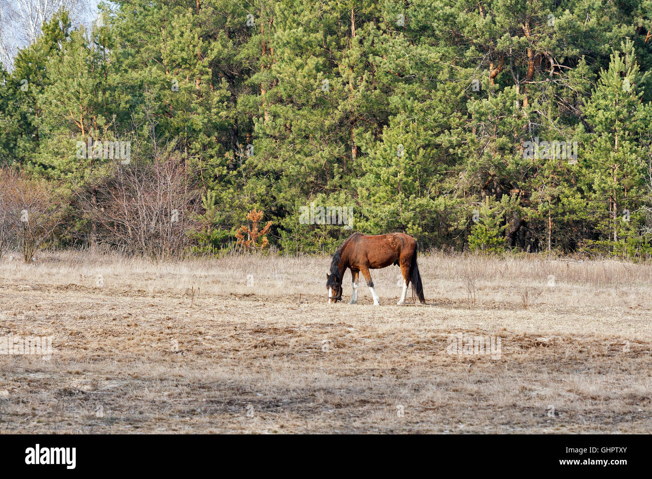 Horse nibbling on short grass in summer pasture Stock Photo Alamy