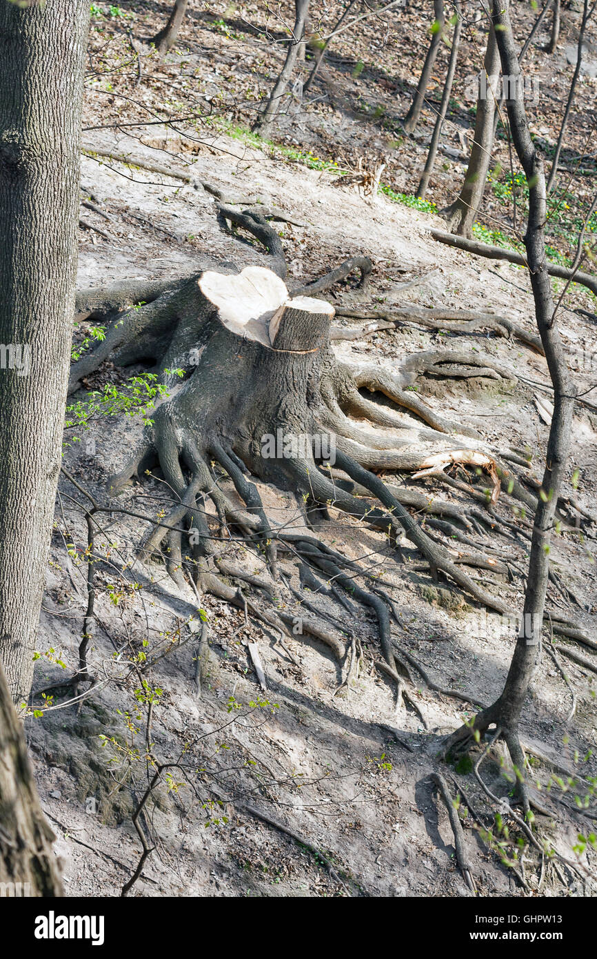 Old tree stump in park hi-res stock photography and images - Alamy