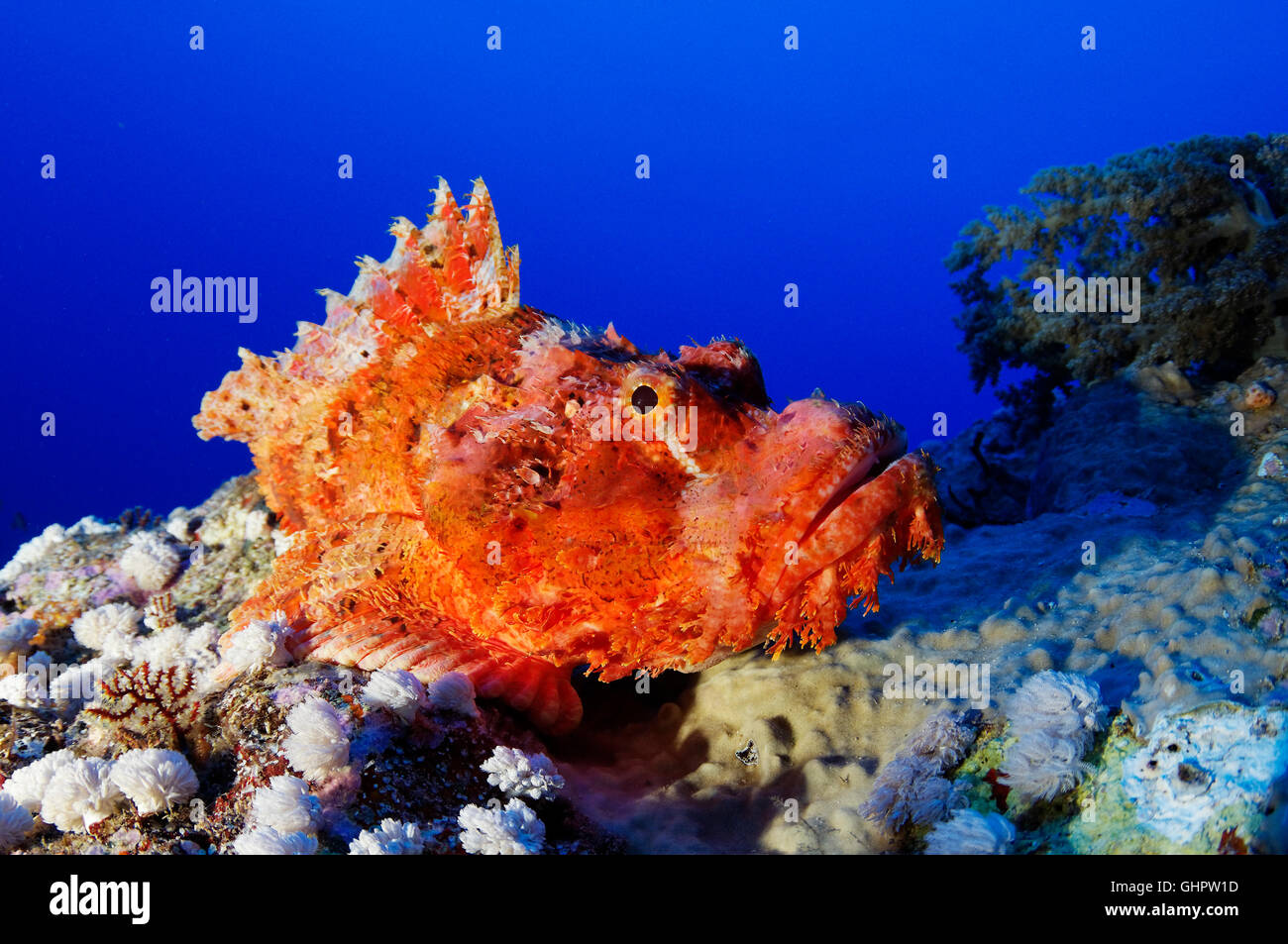 Scorpaenopsis oxycephala, Tassled scorpionfish, Brother Islands, Brothers, Red Sea, Egypt, Africa Stock Photo