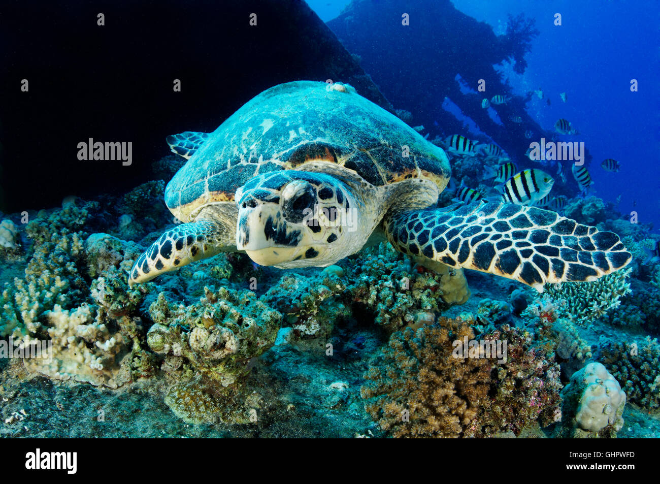 Eretmochelys imbricata, Hawksbill sea turtle an Wreck Ulysses, Wreck SS Ulysses, Strait of Gubal, Red Sea, Egypt, Africa Stock Photo
