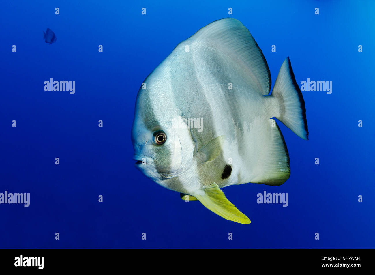 Platax teira, Longfin Batfish or Spadefish, Red Sea, Egypt, Africa Stock Photo