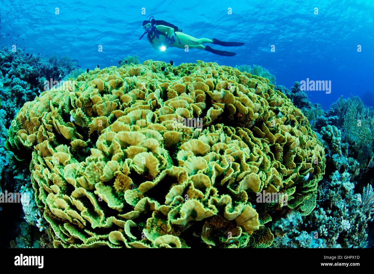 Turbinaria mesenterina, Coralreef with Yellow pagoda Coral, Vase Coral and scuba diver, Hurghada, Red Sea, Egypt, Africa Stock Photo