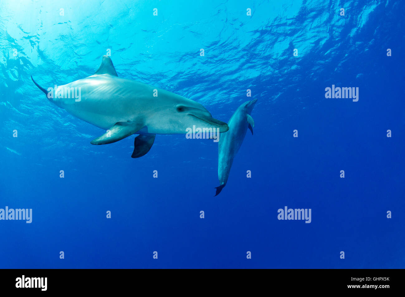 Tursiops aduncus, Indian Ocean bottlenose dolphin, Abu Nuhas, Yellow ...