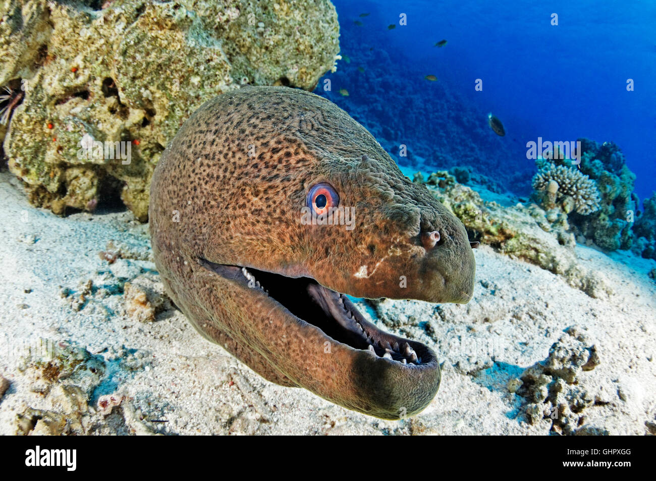 Gymnothorax javanicus, Giant moray eel, morayeel, Hurghada, Giftun Island Reef, Red Sea, Egypt, Africa Stock Photo