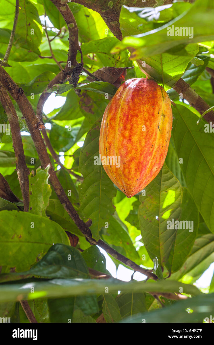 Cacao plant with fruits Stock Photo