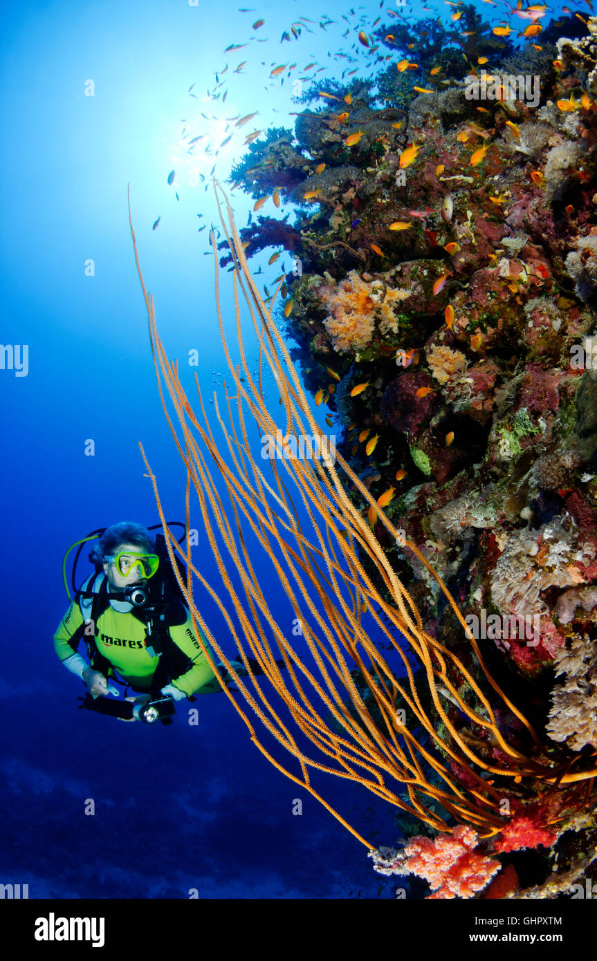 Ellisella sp., Coralreef with Yellow whip coral and scuba diver, Abu Fandera, Red Sea, Egypt, Africa Stock Photo