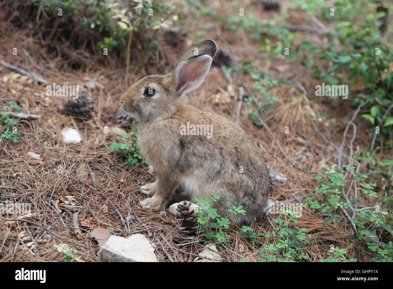 Rabbit ears island hi-res stock photography and images - Alamy