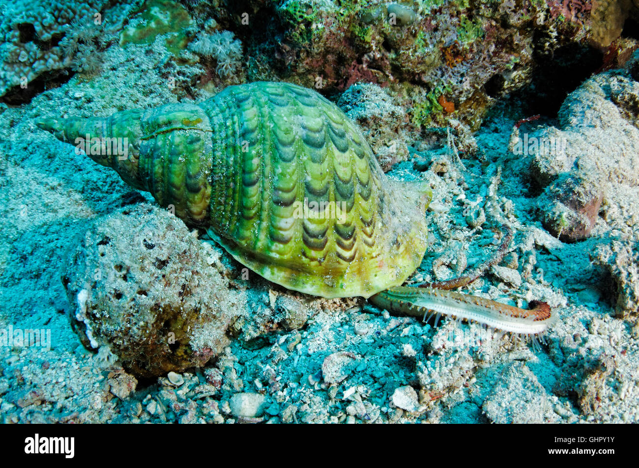 Charonia tritonis, Giant or great triton feeding seastar, St. Johns Reef, Red Sea, Egypt, Africa Stock Photo