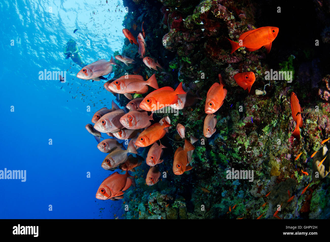 Priacanthus hamrur, School of Moontail bullseye and scuba diver, St. Johns Reef, Red Sea, Egypt, Africa Stock Photo