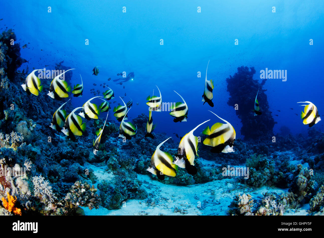 Heniochus intermedius, School of Red Sea Bannerfish, St. Johns Reef, Red Sea, Egypt, Africa Stock Photo