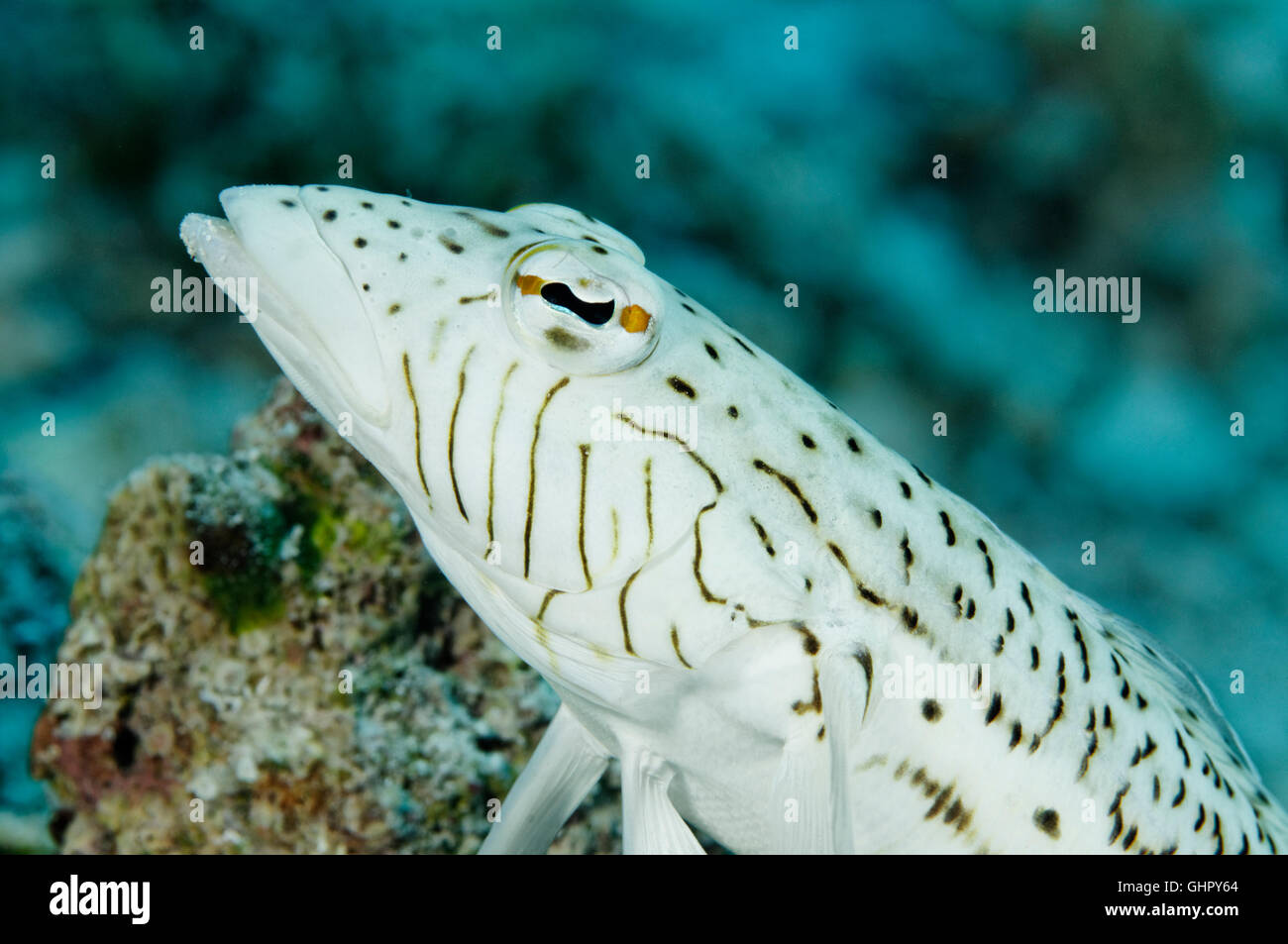 Parapercis hexophtalma, Speckled sandperch male, Paradise Reef, Red Sea, Egypt, Africa Stock Photo