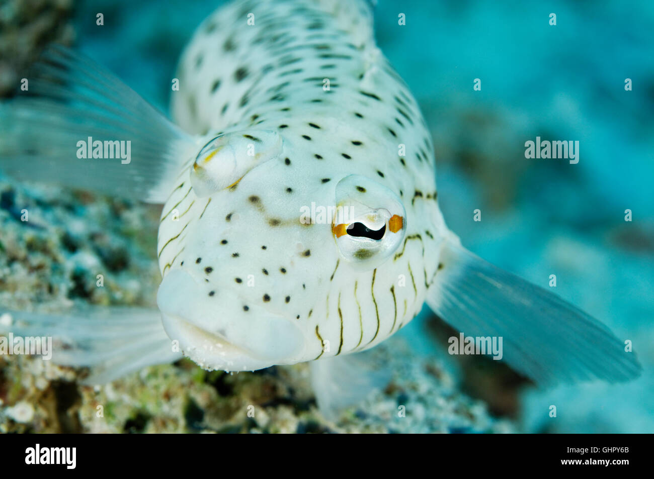 Parapercis hexophtalma, Speckled sandperch male, Paradise Reef, Red Sea, Egypt, Africa Stock Photo