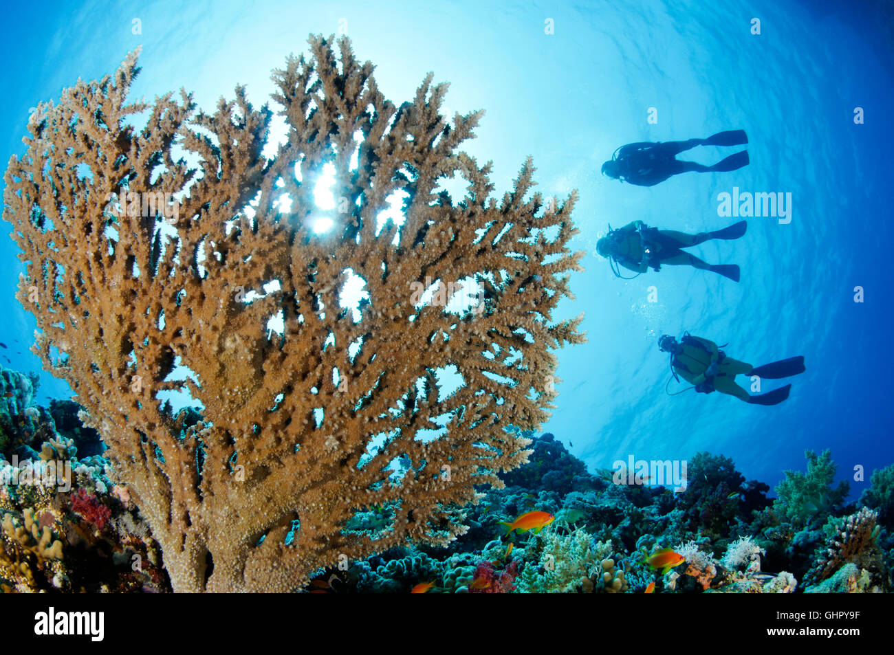 Acropora sp., stone coral reef and scuba diver, Paradise Reef, Red Sea, Egypt, Africa Stock Photo