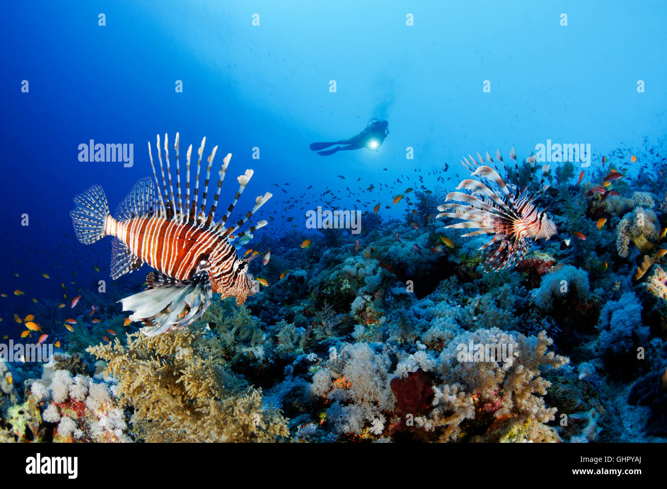 Pterois miles, Devil Firefish or Common Lionfish and scuba diver, Elphinestone Reef, Red Sea, Egypt, Africa Stock Photo