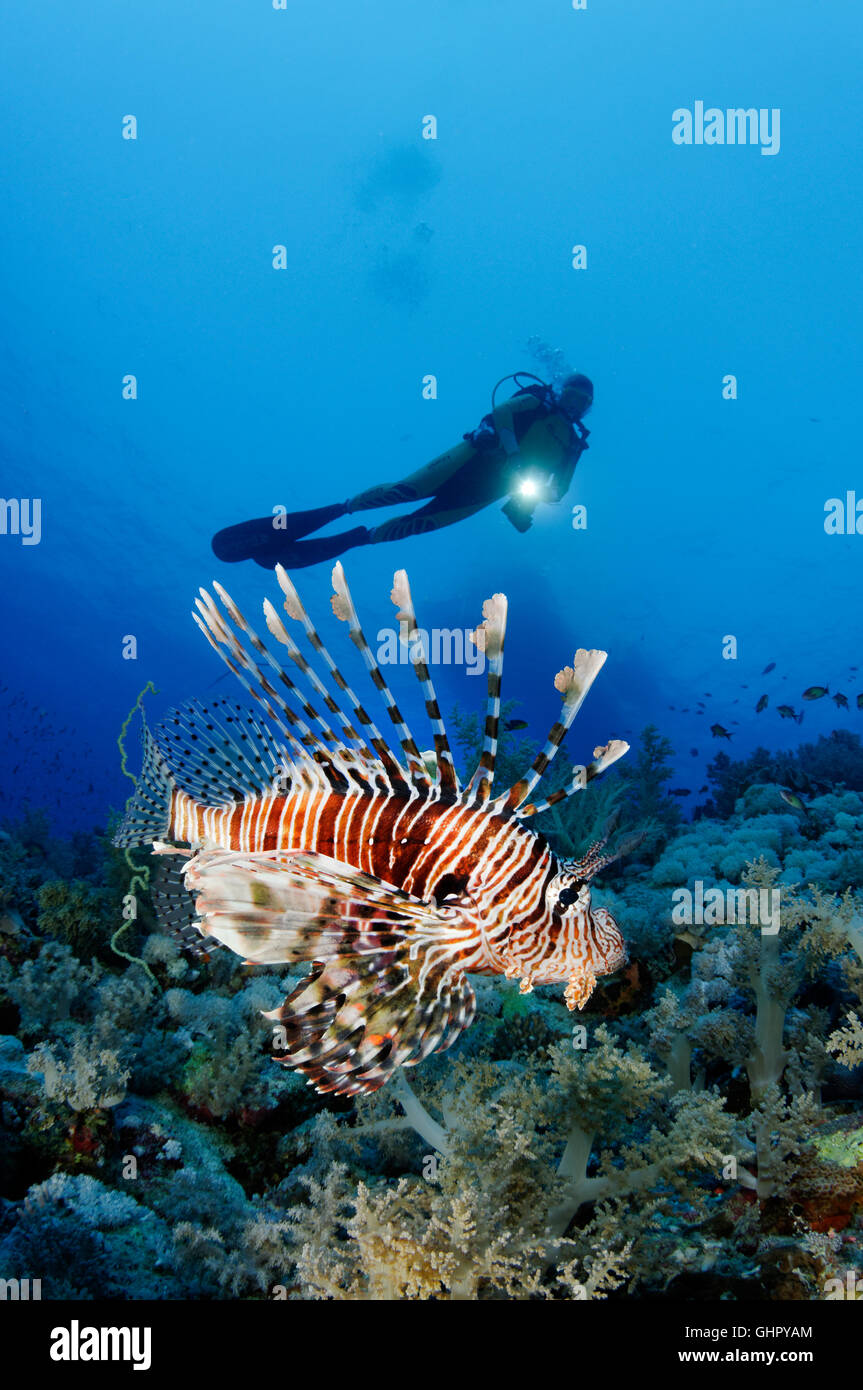 Pterois miles, Devil Firefish or Common Lionfish and scuba diver, Elphinestone Reef, Red Sea, Egypt, Africa Stock Photo