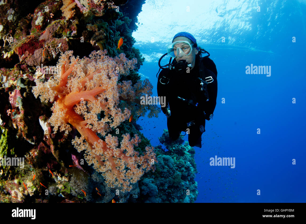 Dendronephthya sp., Coralreef and Red softcoral and scuba diver, Elphinestone Reef, Red Sea, Egypt, Africa Stock Photo