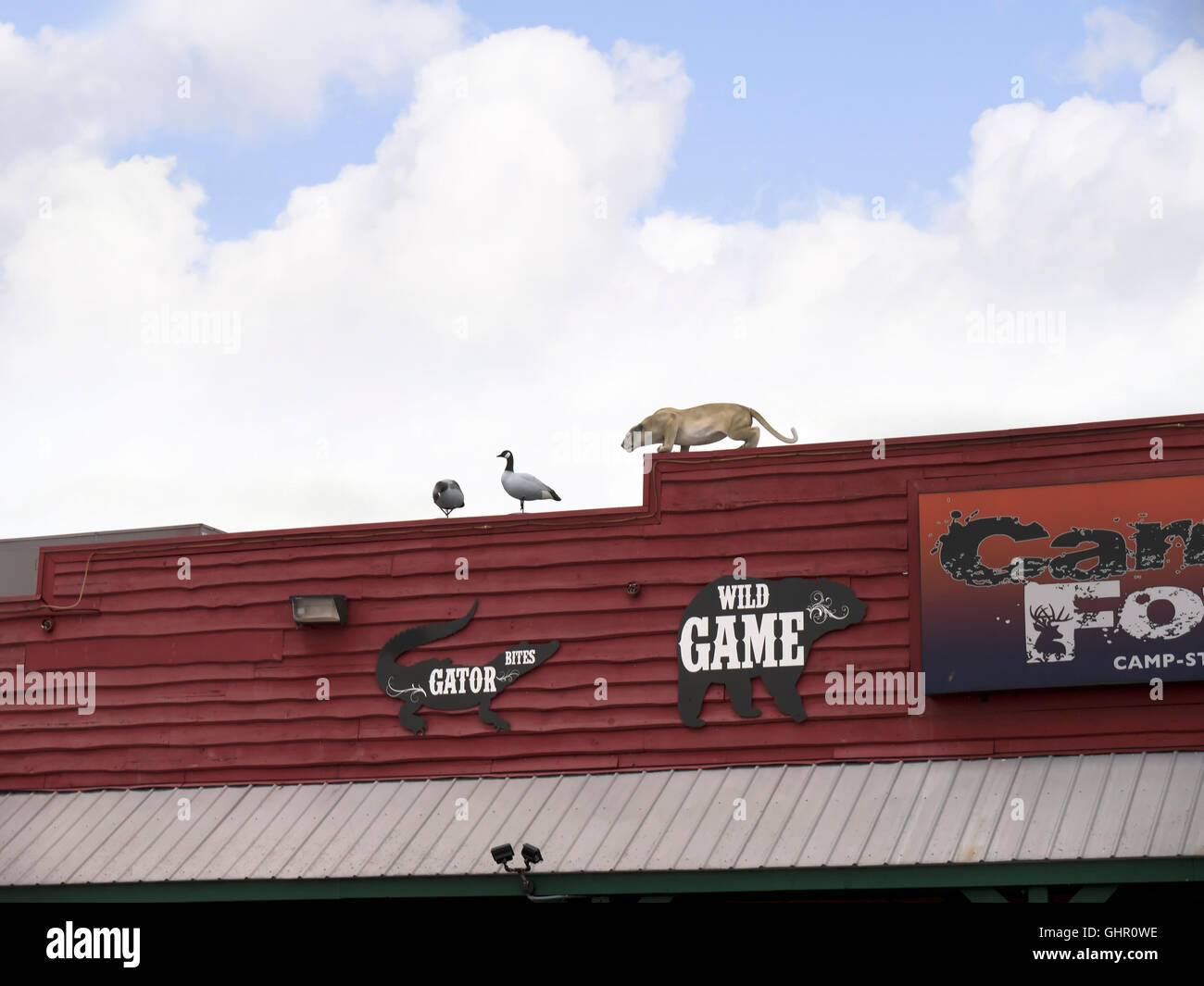 Puma and geese models on game hunters shop in Jackson, Tennessee in