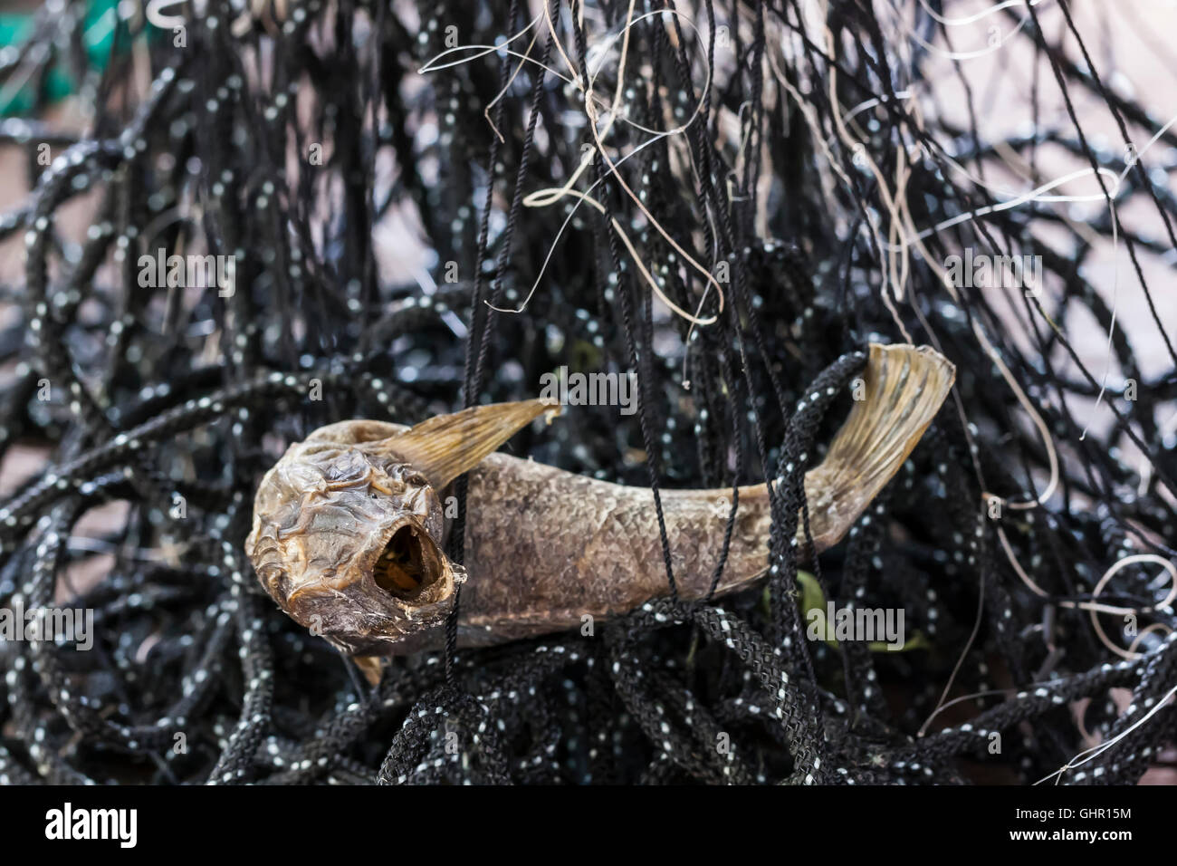 Closeup of a dried up fish in a fishing net Stock Photo