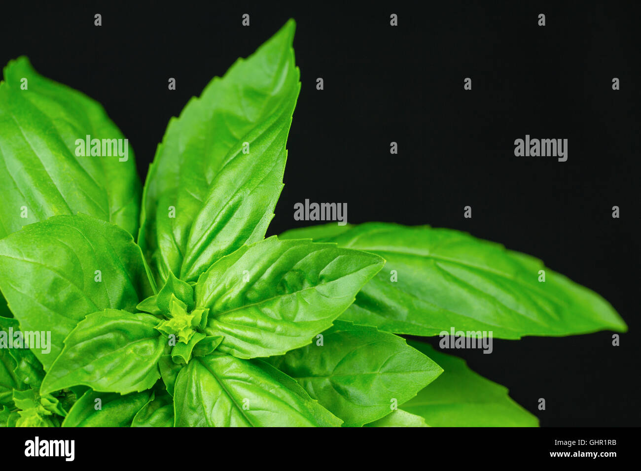 Basil Eatable Edible green sweet basil against a black background Stock Photo - Alamy