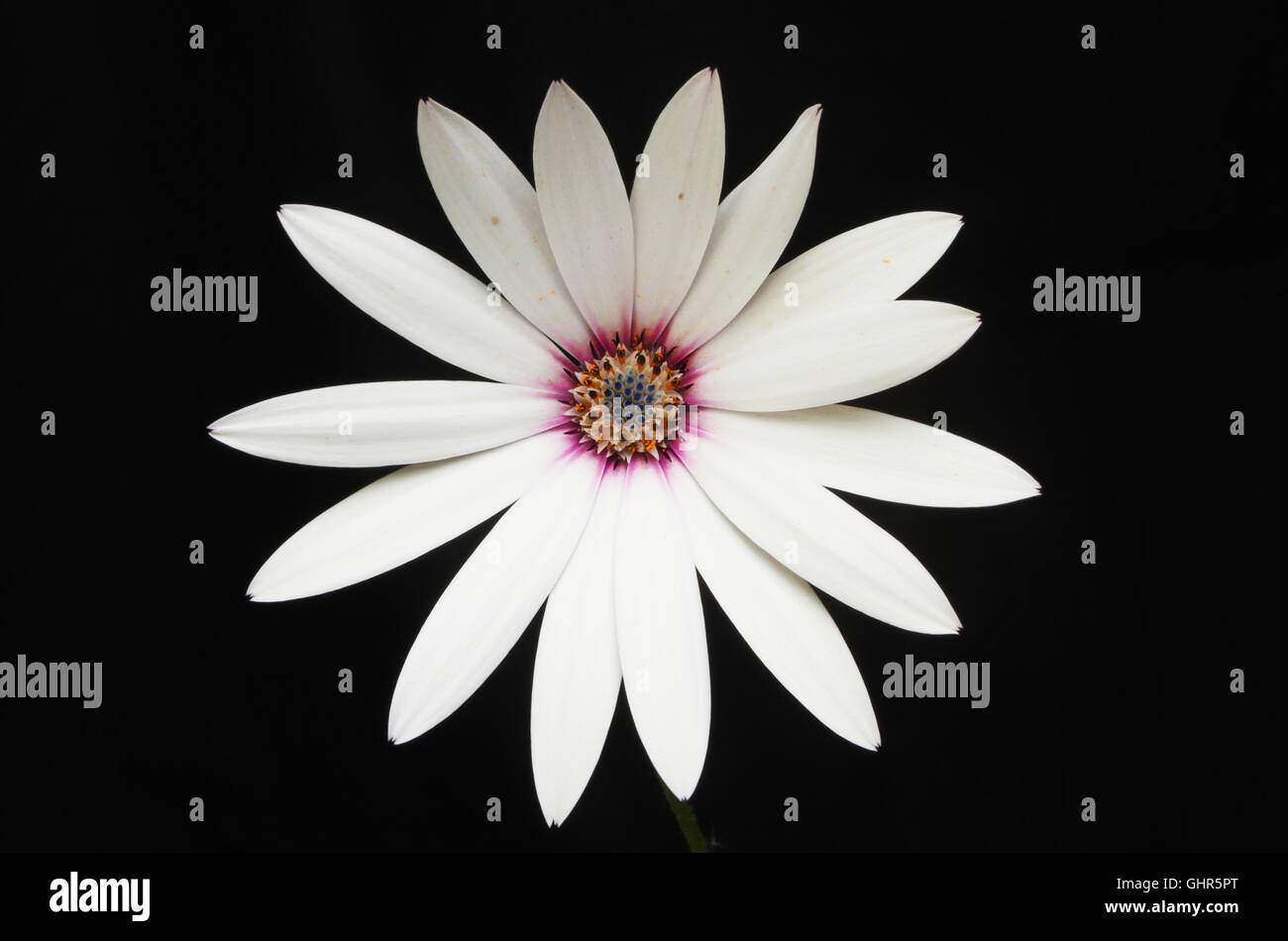 White Osteospermum flower isolated against a black background Stock Photo