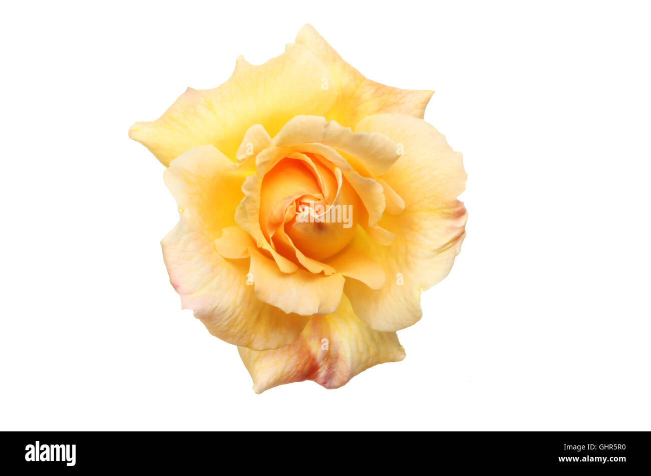 Peach colored rose flower isolated against white Stock Photo