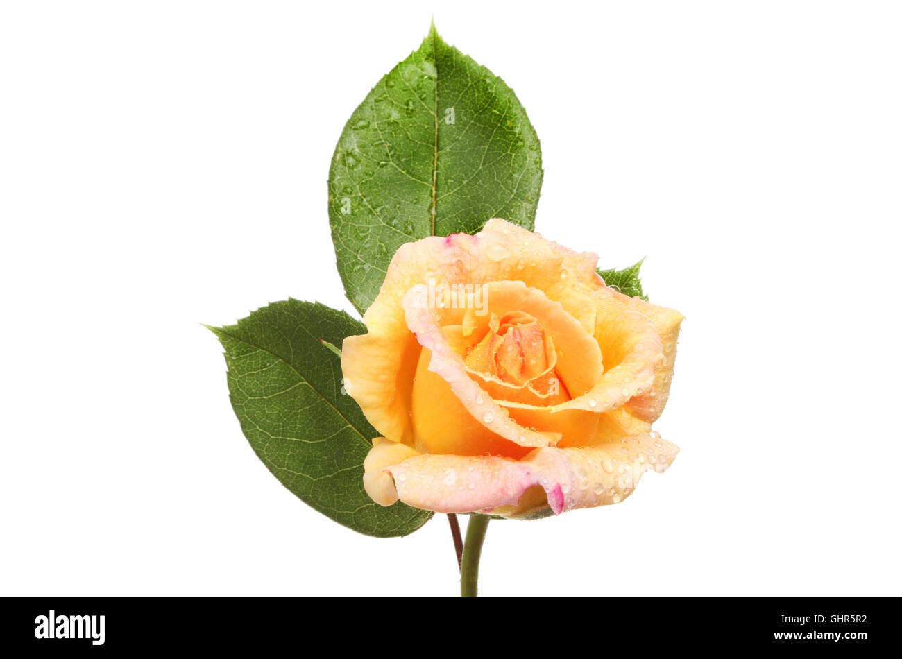 Peach colored rose and foliage with water droplets isolated against white Stock Photo