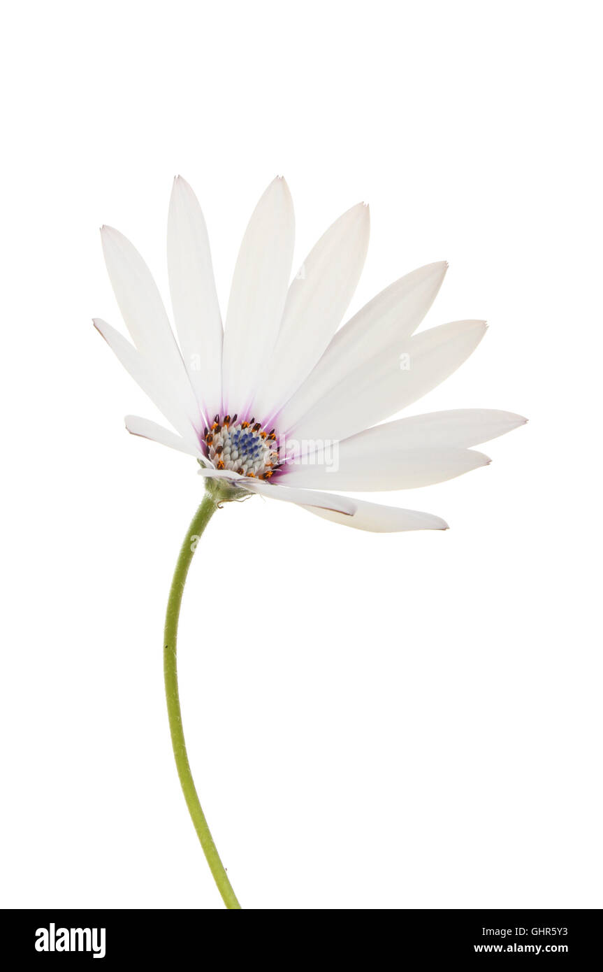 White Osteospermum flower with a brightly colored center isolated against white Stock Photo