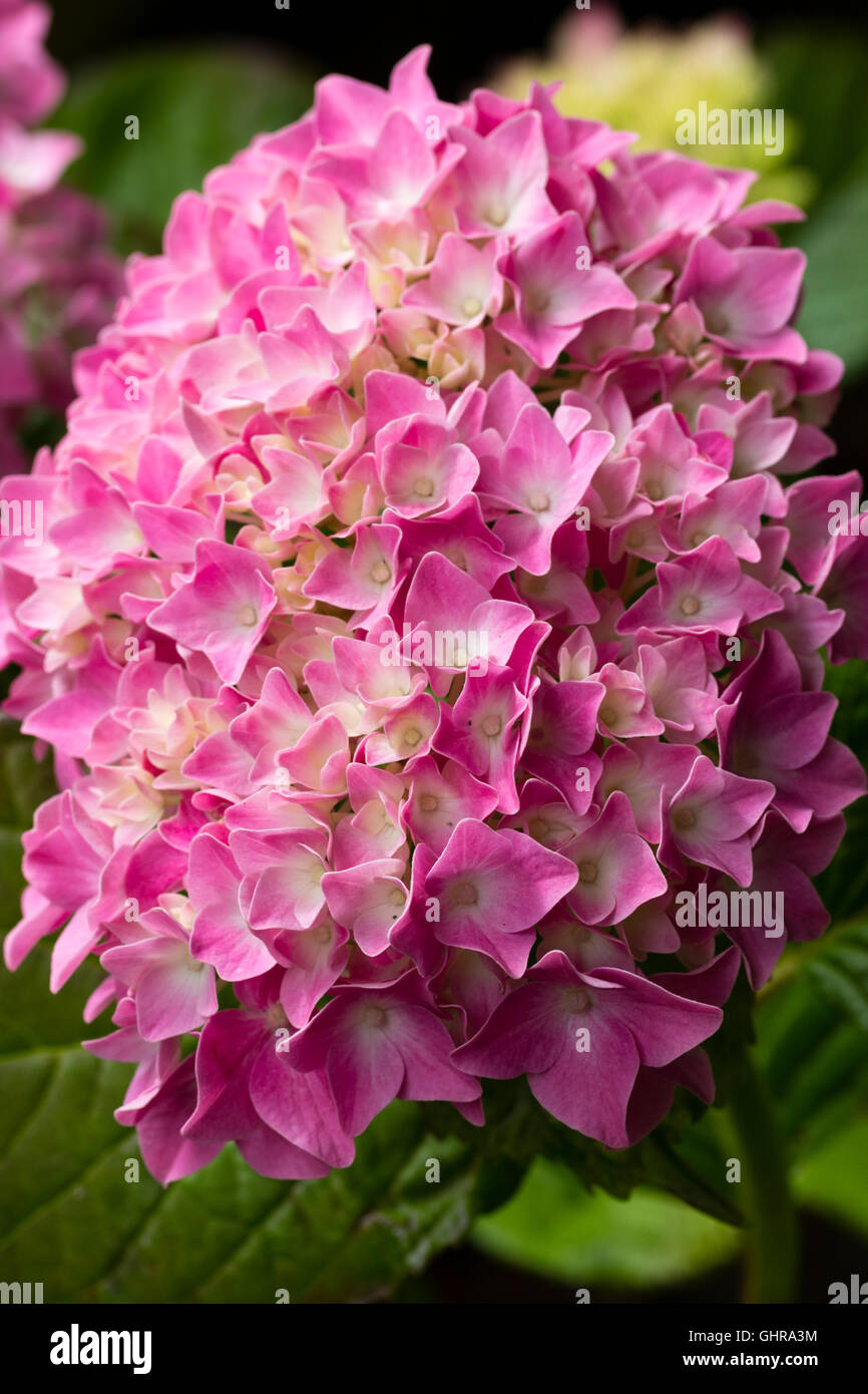 Close up of the pink mophead flowers of Hydrangea macrophylla 'King