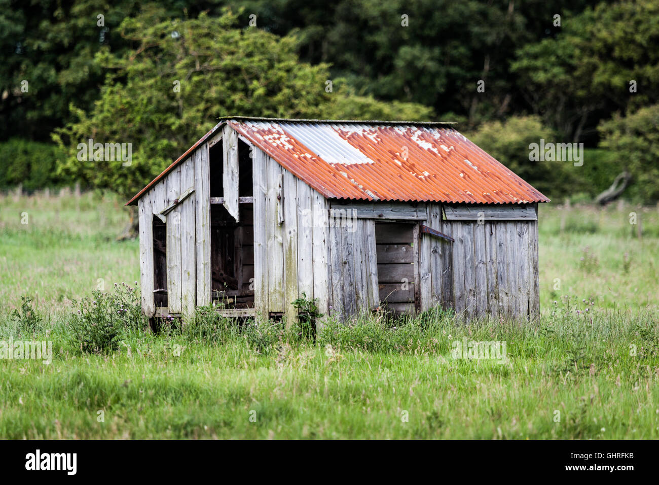 Rusty metal roofed rickety old wooden shed in a pasture on Holy Island