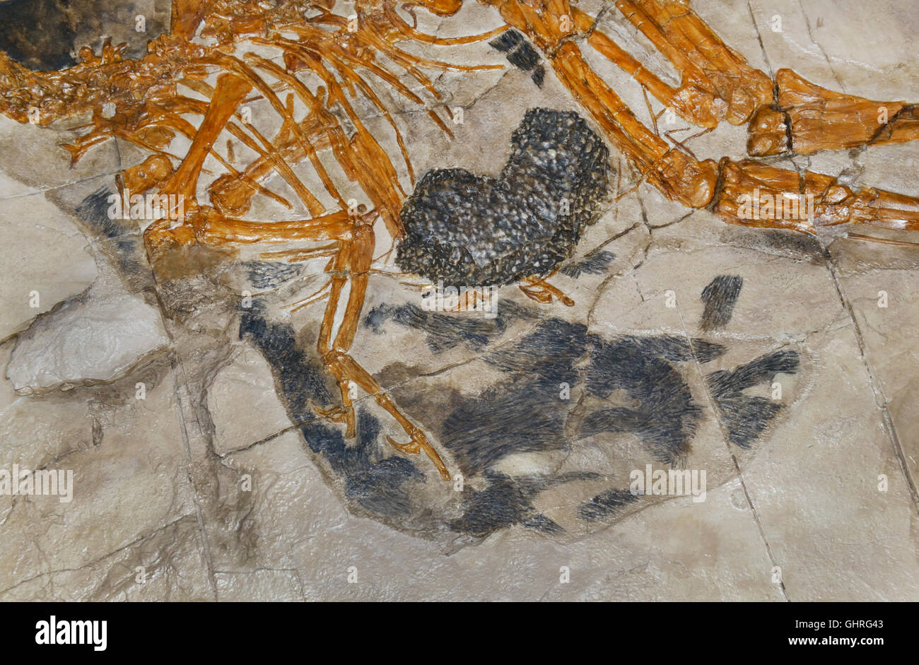 Caudipteryx zoui, the first nonbird dinosaur fossil found with modern