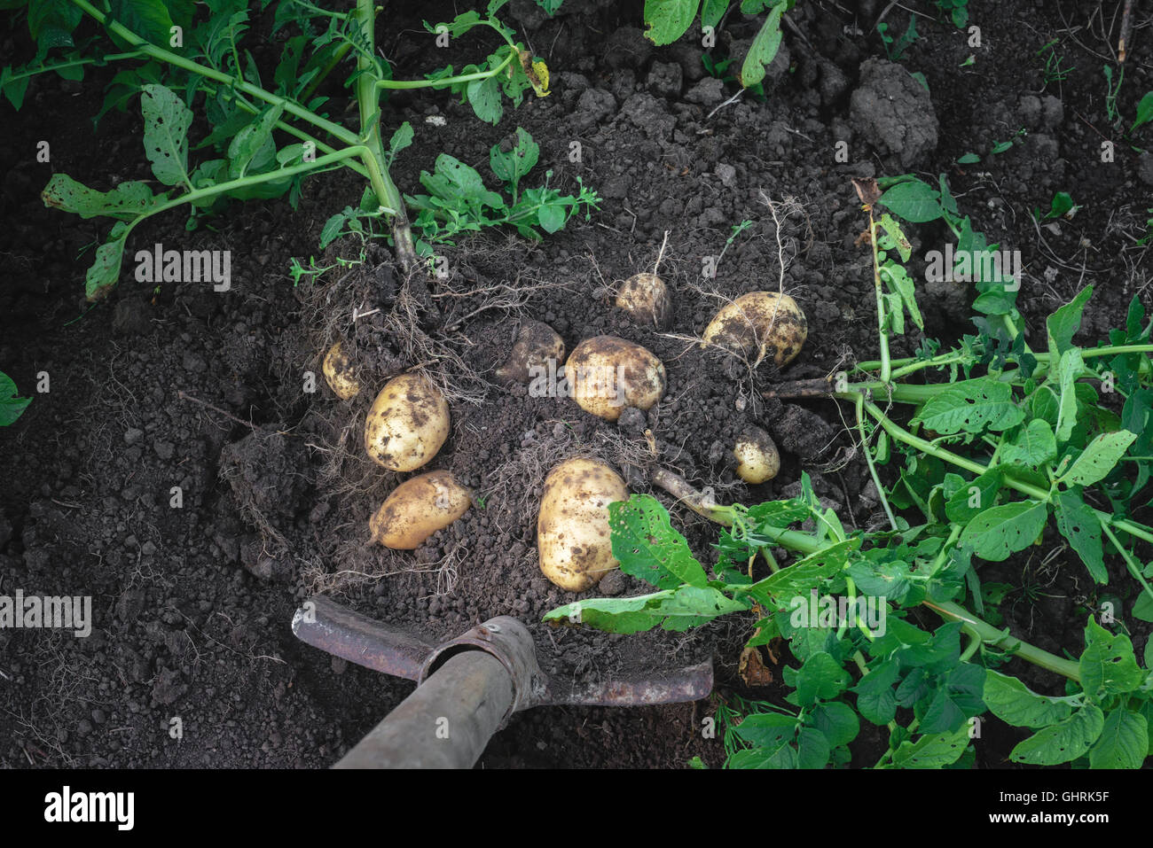 digging potatoes out of the soil Stock Photo - Alamy