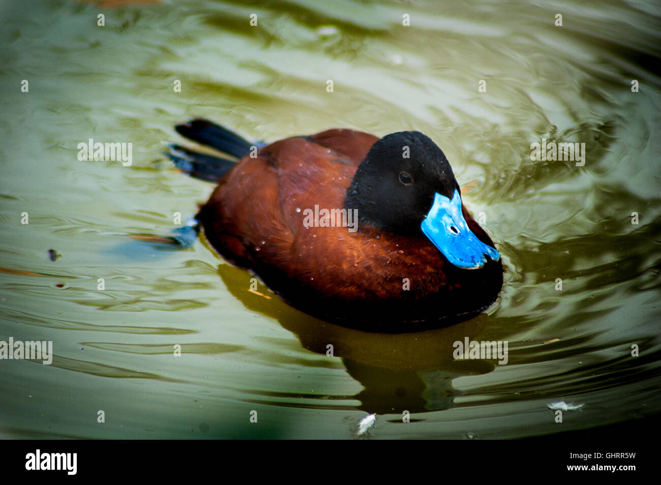 duck in the water with a blue beak Stock Photo - Alamy