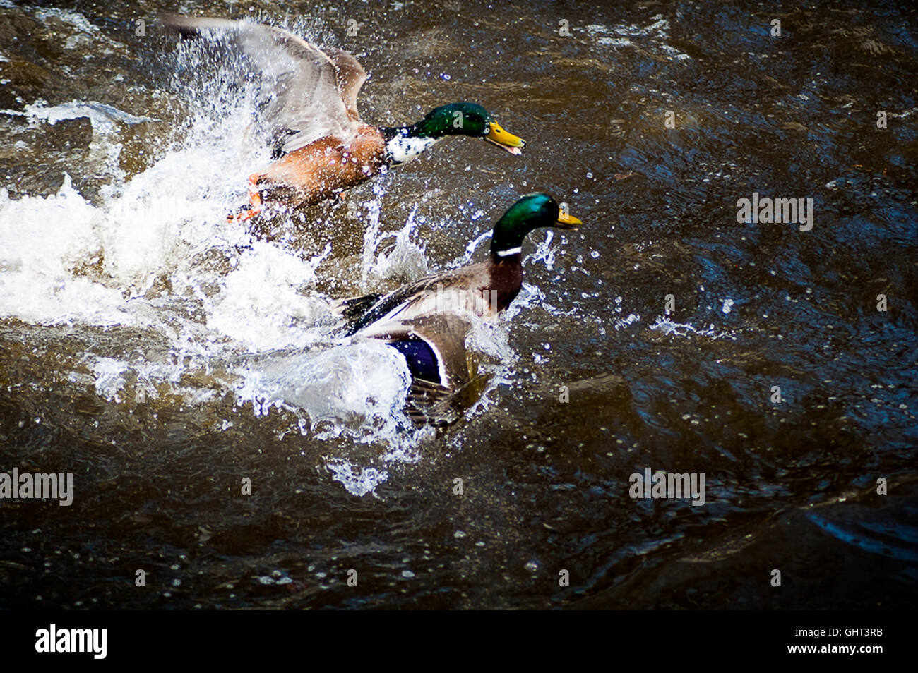 ducks fighting splashing in the water nature scene, action Stock Photo