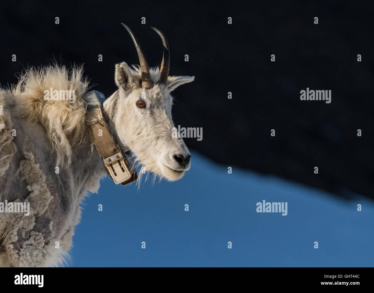 Adult Mountain Goat Wearing Research Collar with Copy Space to right Stock Photo