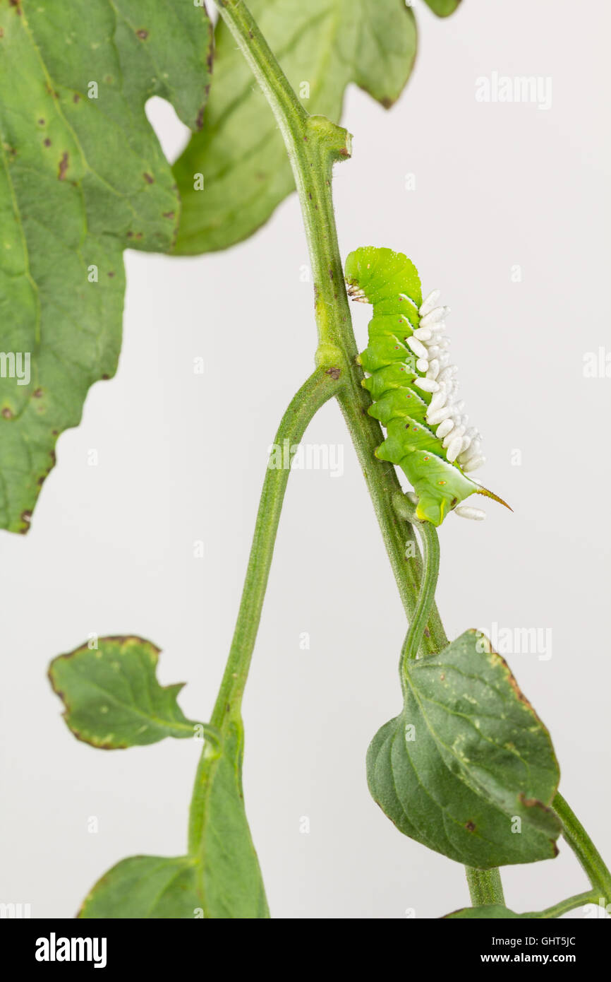 Tobacco hornworm with cocoons from parasitic Braconid wasp. Hawk AKA sphinx moth larvae on tomato plant Stock Photo