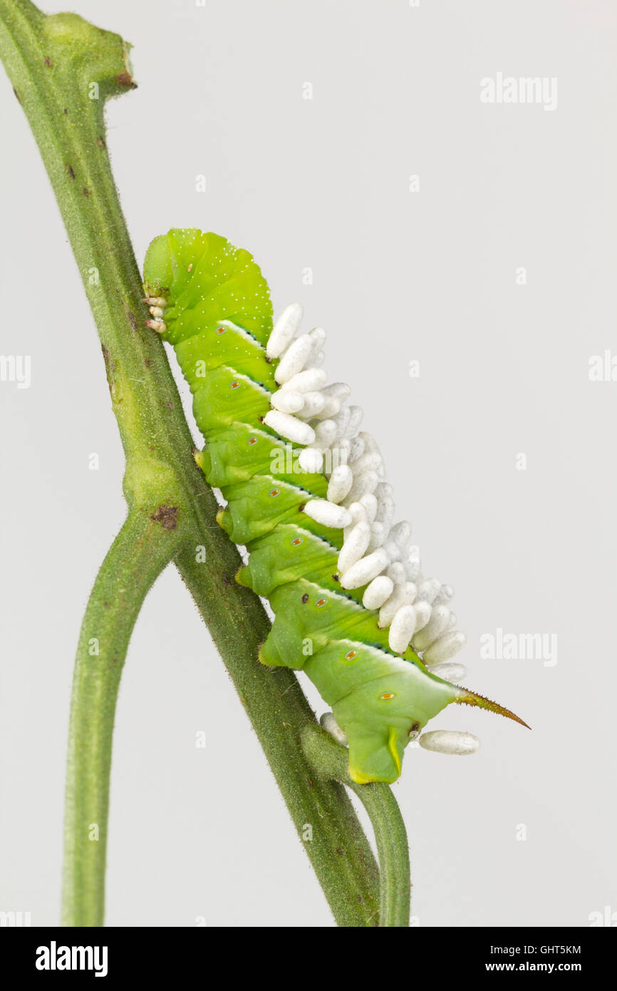 Tobacco hornworm with parasite wasp cocoons Stock Photo