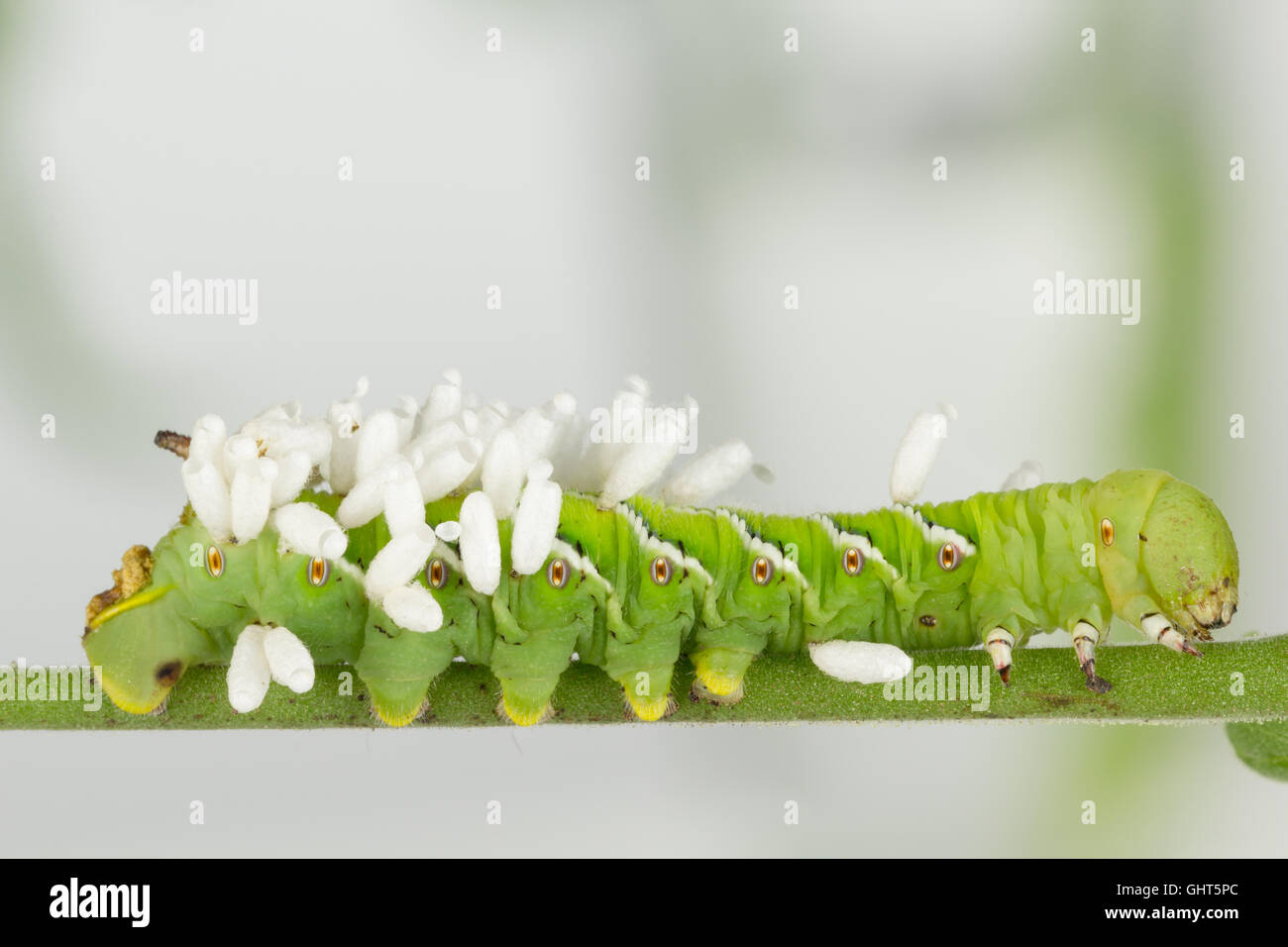 Parasitic lifecycle hi-res stock photography and images - Alamy