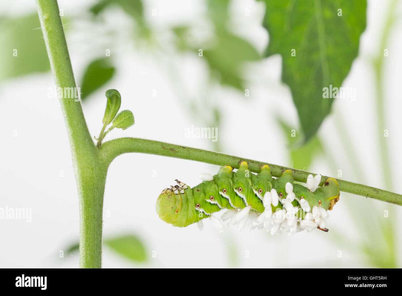 Tobacco hornworm with parasitic braconid wasp pupa cocoons that have recently emerged. Stock Photo