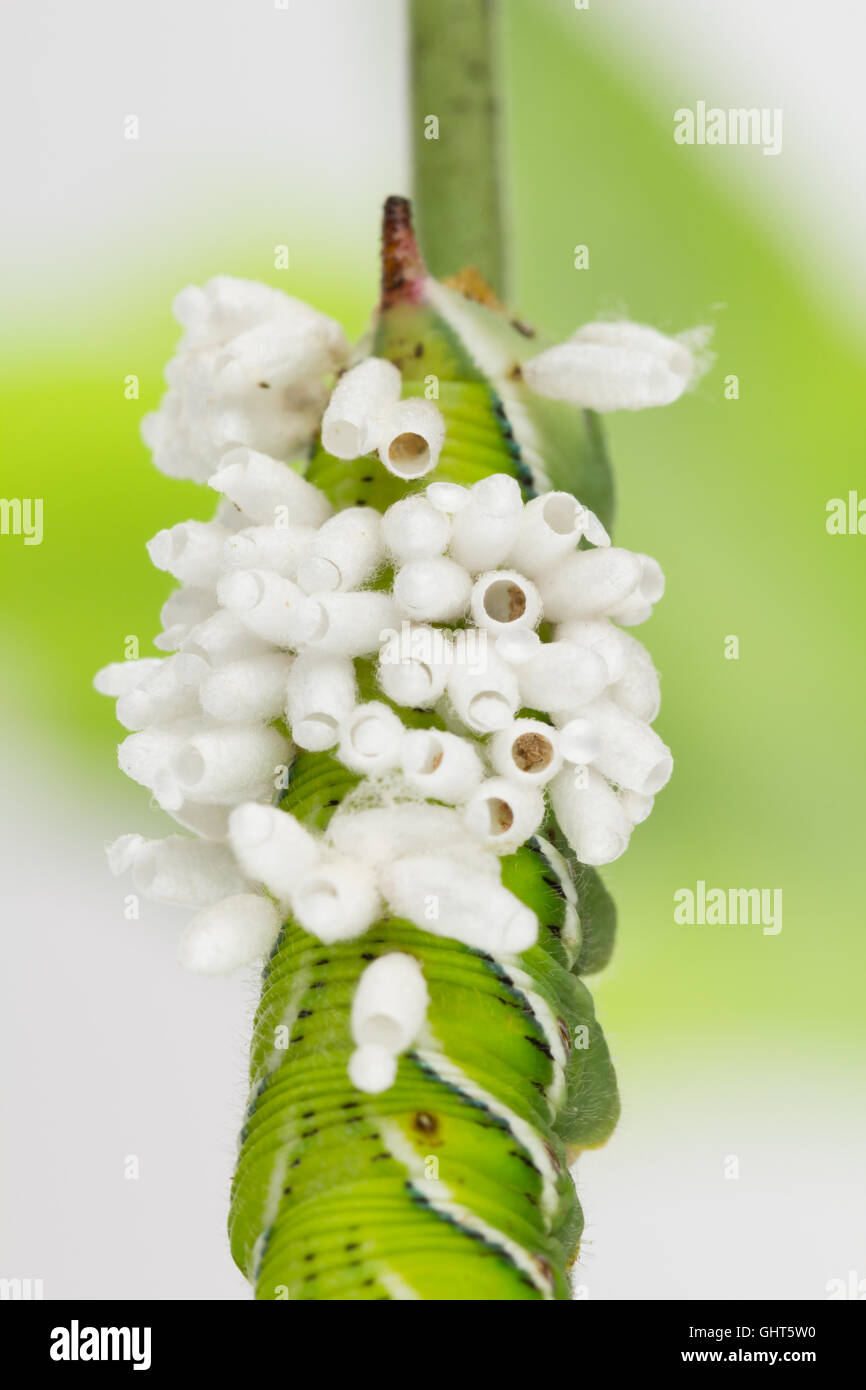 Braconid wasp pupa cocoons newly emerged from larva host. Stock Photo